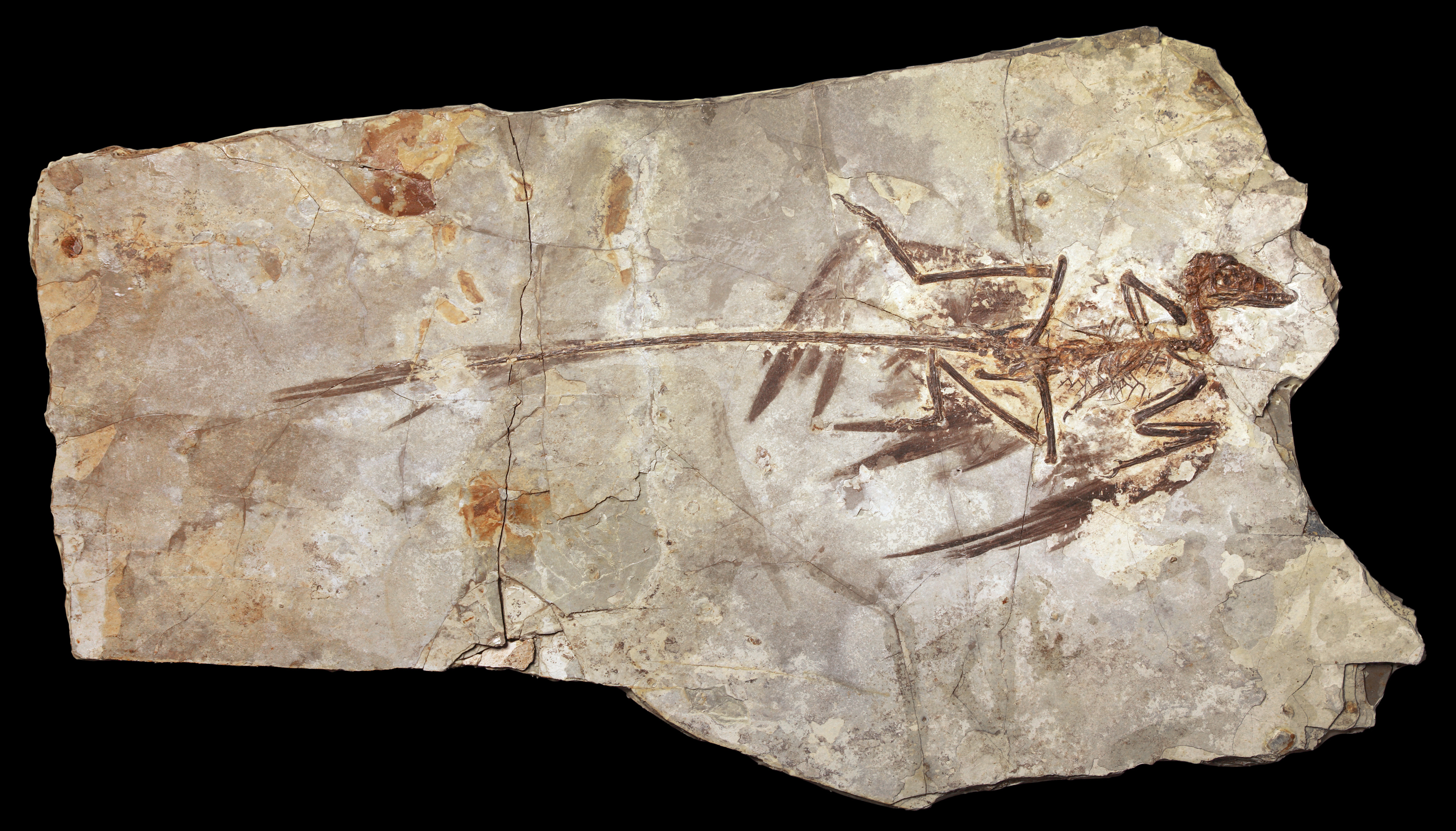 02microraptor-fossil2-sm.jpg