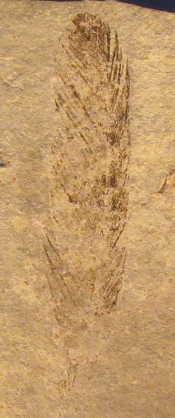 Archaeopteryx had (some) black feathers