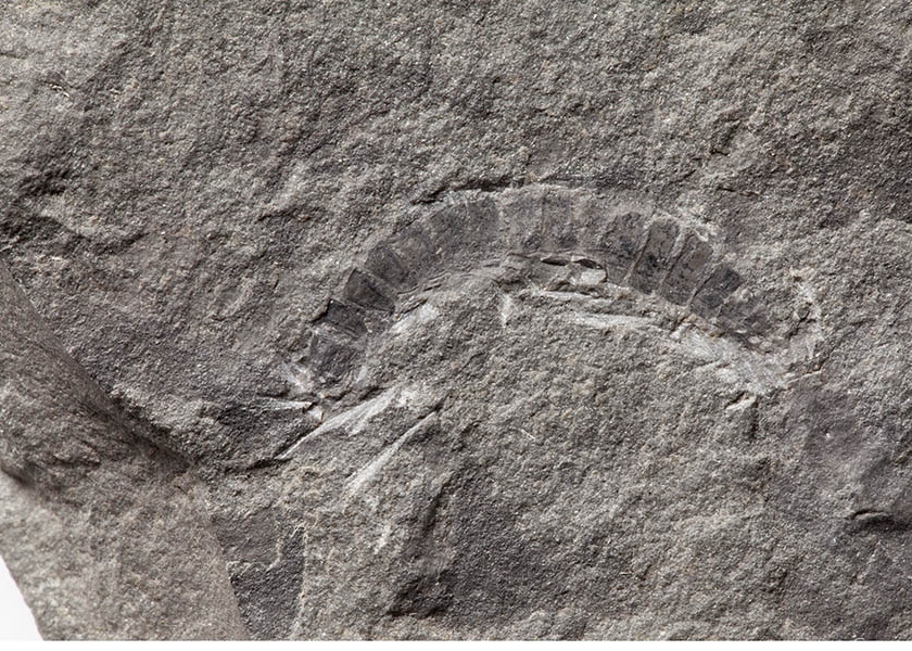 World’s Oldest Bug is Fossil Millipede from Scotland | Jackson School