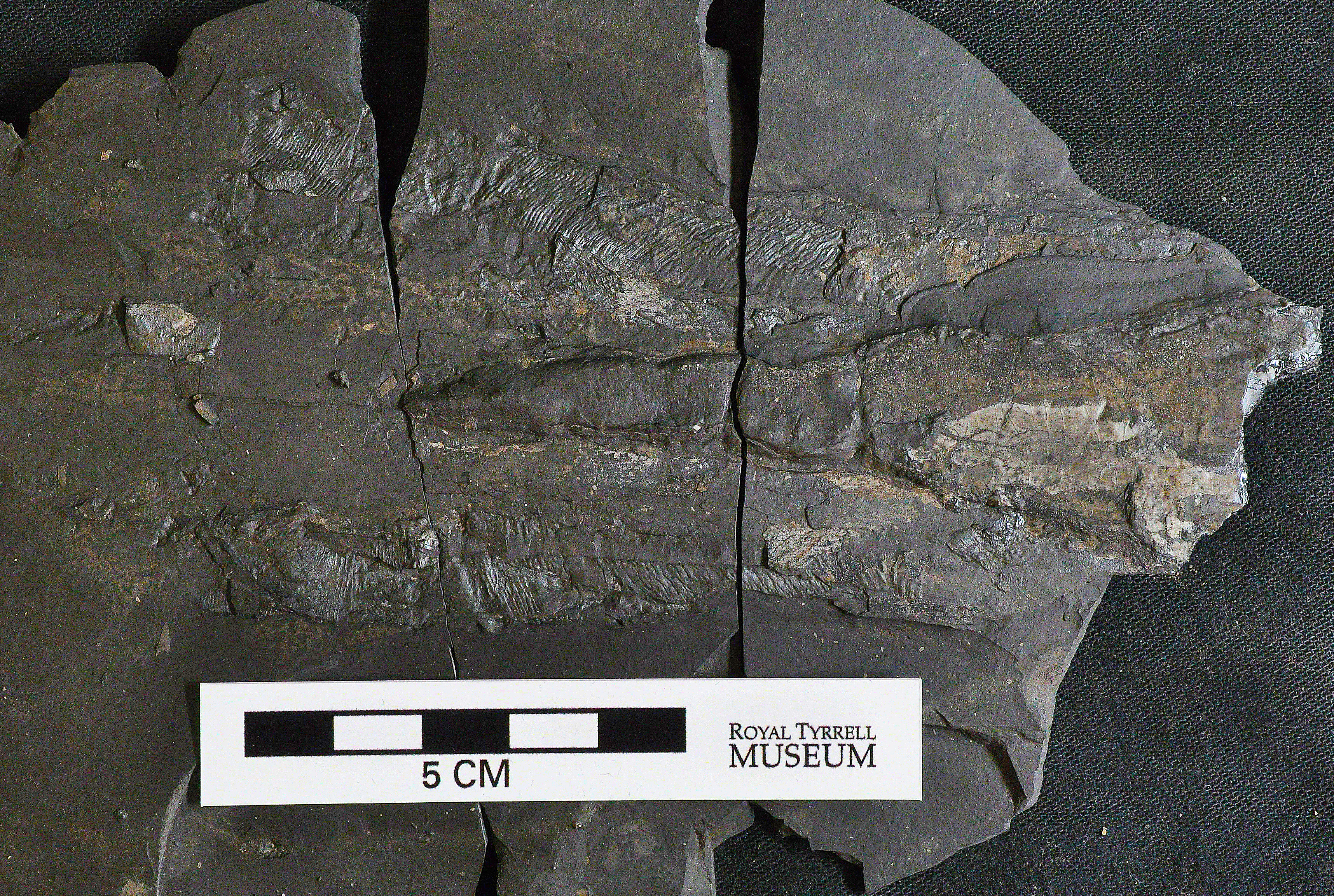 Grooves in the dark fossil show the muscles of the vampyropod
