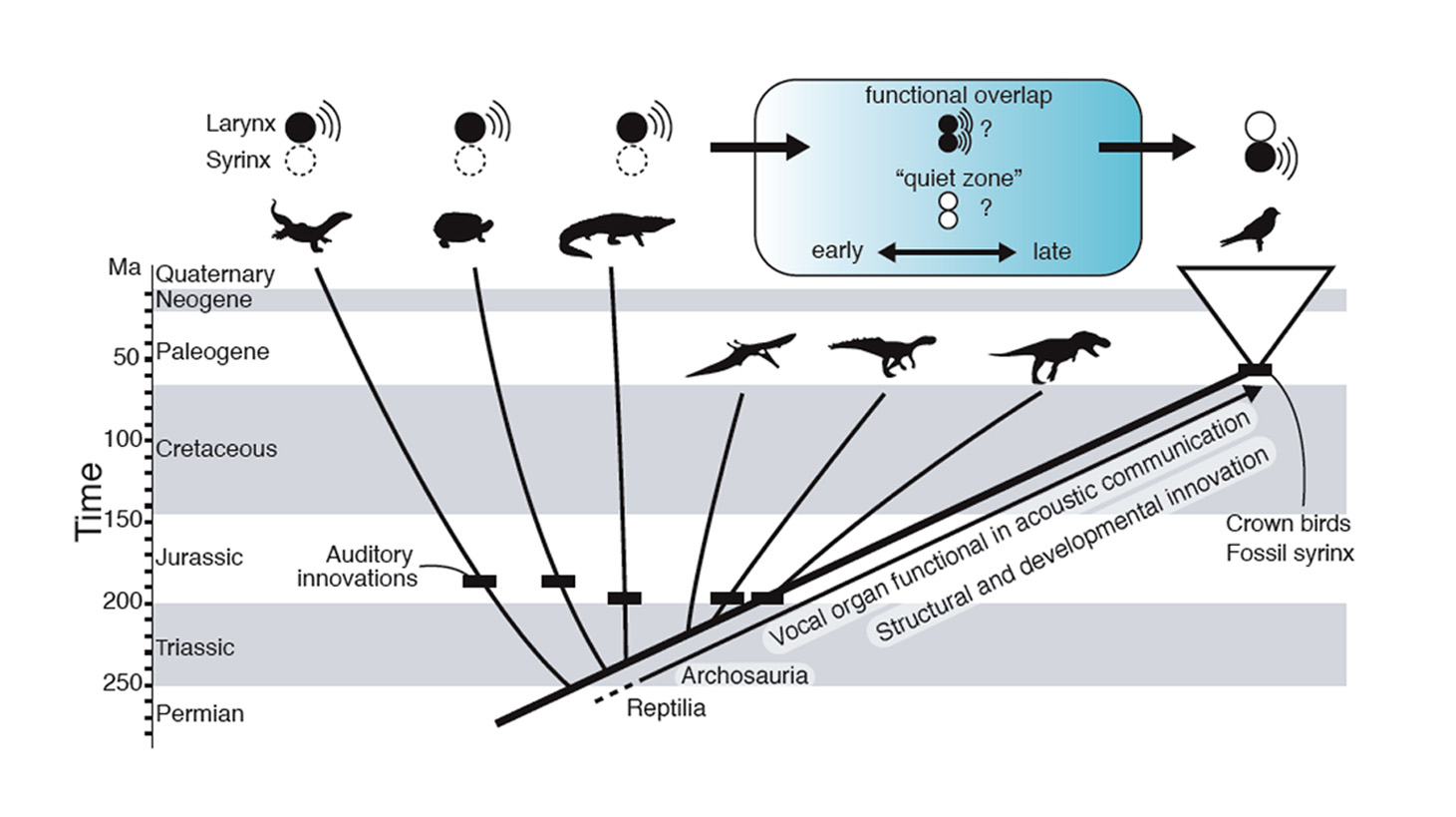 Bird Evolution Chart