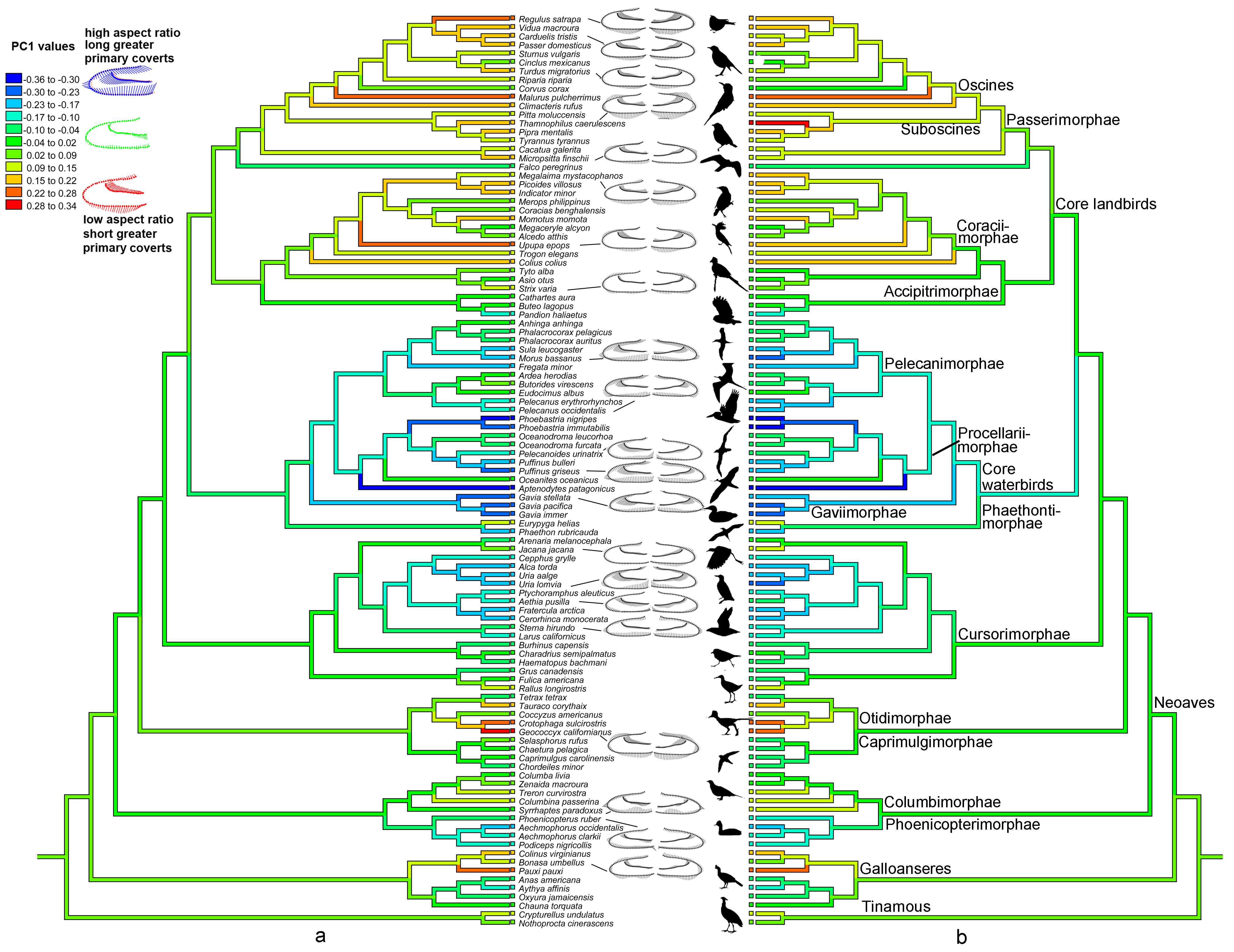 Bird Evolution Chart