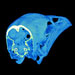 Digital Morphology Library