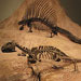 Vertebrate Paleontology Lab