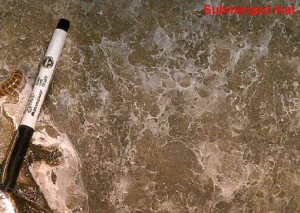 Thin, delicate filamentous mats in Cesspool Cave, Virginia, consisting of predominately sulfur-oxidizing bacteria such as Thiovulum and Thiothrix. Sediment surface is approximately 10-15 cm deep. Left of the pen is a centipede and leaf litter. (photo by Megan Porter, 1998)