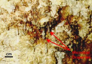 Microbial draperies, or "snottites", in Grotta del Fiume, Italy, associated with elemental sulfur, iron oxide crusts, and gypsum. (photo by Annette Summers Engel, 1998)