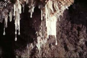 Snottites in Cueva de Villa Luz. Image by Jim Pisarowicz, from 1998 Field trip website.