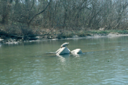 turtle rests on tires