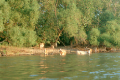 swimming in the Colorado