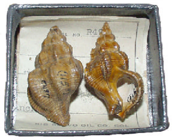 Sample Fossil