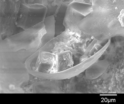 Ostracod shell with calcite crystals that have formed secondarily after the crustacean died. Bacterial etching can be seen on the crystal facies. This sample was recovered from 10 meters of depth in La Pilita. Ostracod shell with calcite crystals that have formed secondarily after the crustacean died. Bacterial etching can be seen on the crystal facies. This sample was recovered from 10 meters of depth in La Pilita.