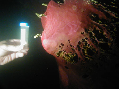 Biomats in La Pilita