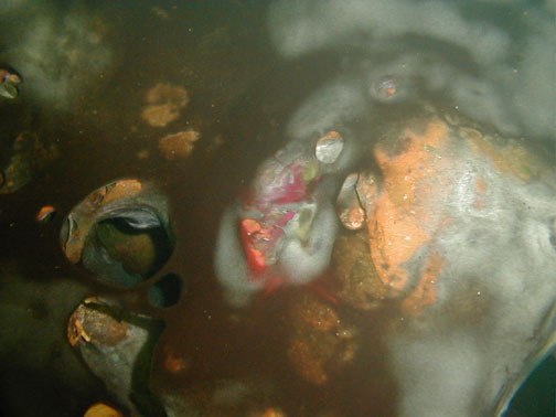 Biomats in Caracol