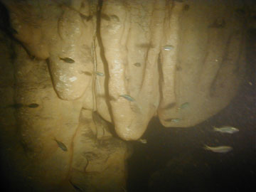 caverna_travertinaUW2 The underwater travertine lobes in Caverna Travertina with small fish swimming in front.