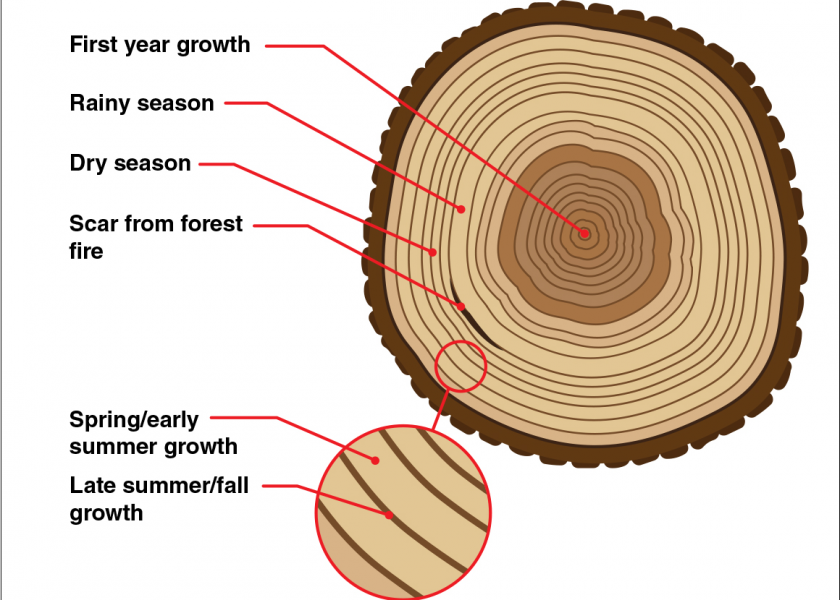 Tree Ring 840x600 Acf Cropped 1