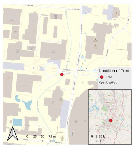 Bald Cyprus Tree Layout 1