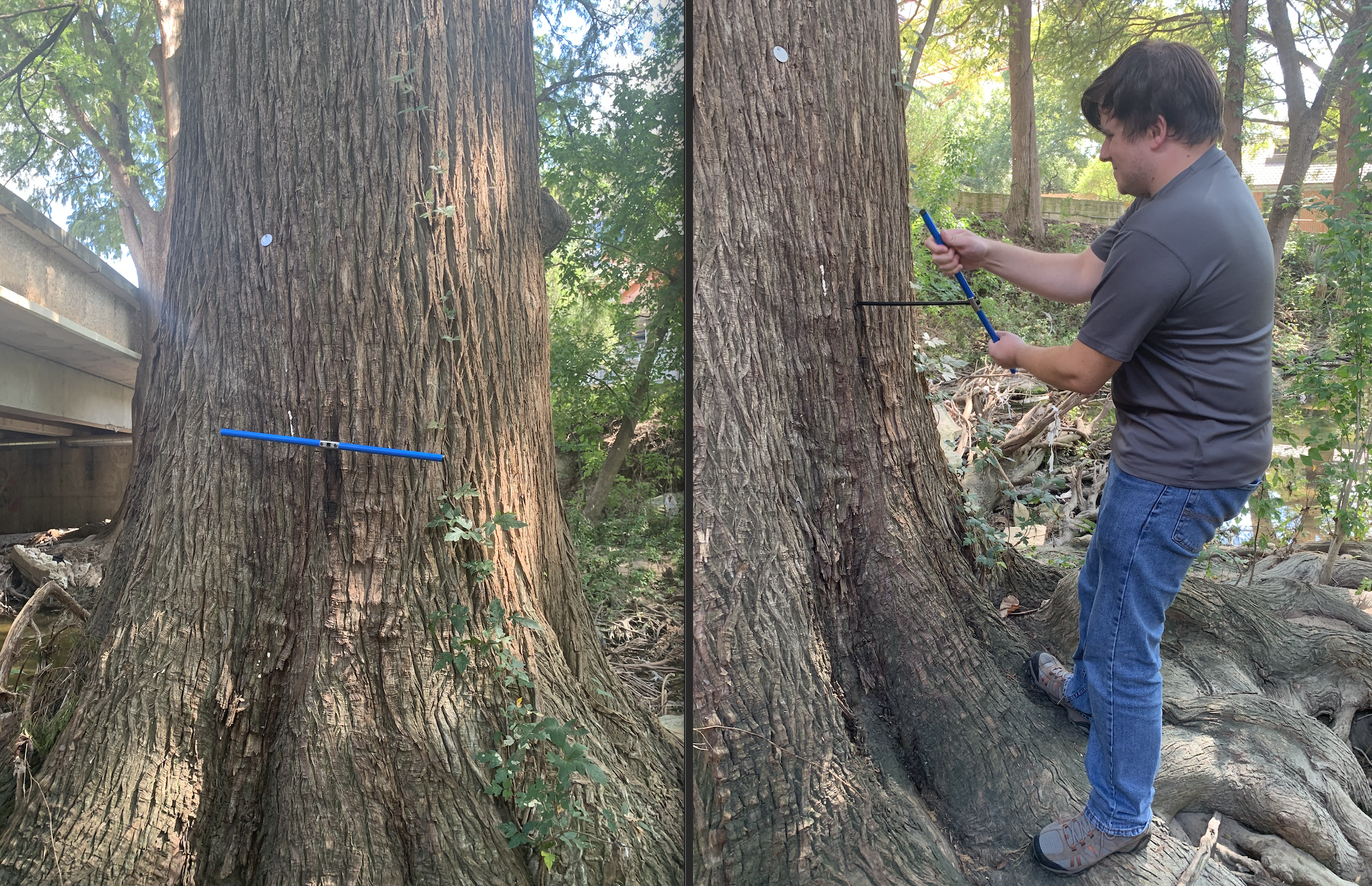 Coring our tree located on the banks of Waller Creek, Austin TX.