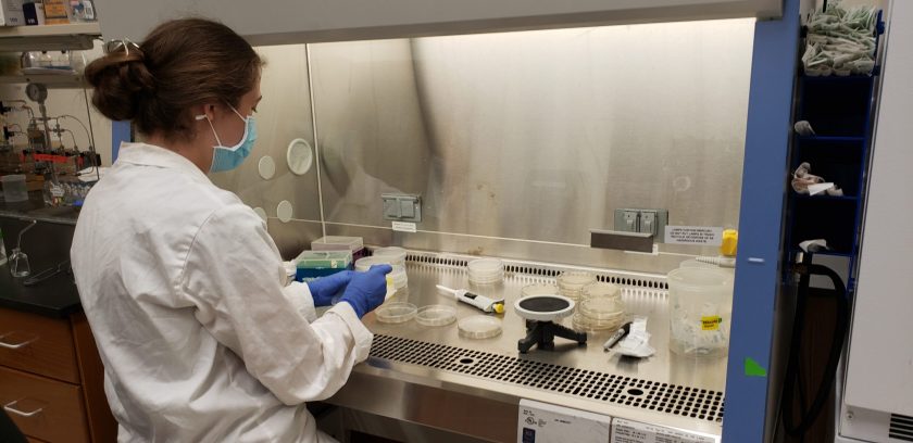 Addison in action preparing lab samples