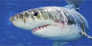 Reconstructing life histories of white sharks using vertebral chemistry