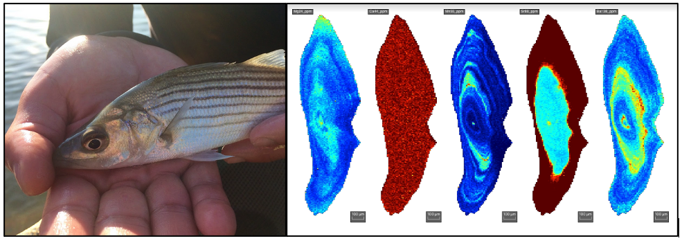 “Early Life History and Nursery Habitat Use of Hudson River Striped Bass”