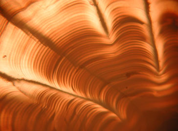 LA-ICP-MS analysis of fish otoliths ("earstones") such as the one pictured at left (in cross section) is used to extract information about the age and growth history of fish, much as scientists use tree rings to learn about trees.