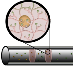 Triblock polymer system designed with high selectivity for trivalent actinides in nuclear waste