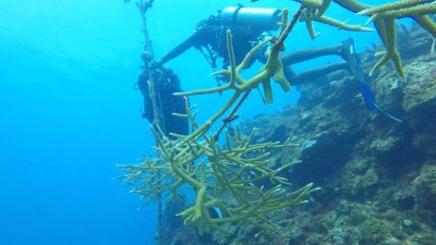 Aligator Head Coral Nursery