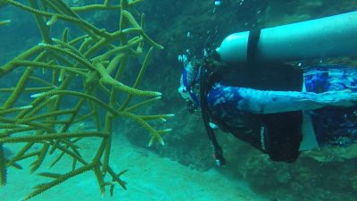 Rowan diving at the coral Nursery