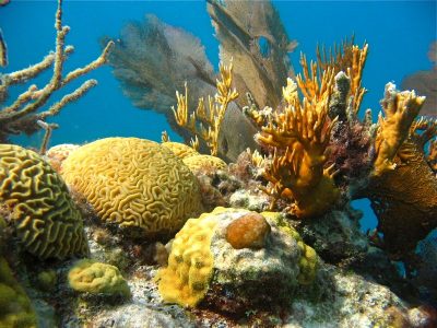 Bermudan Reef (Photo by W. Martindale)