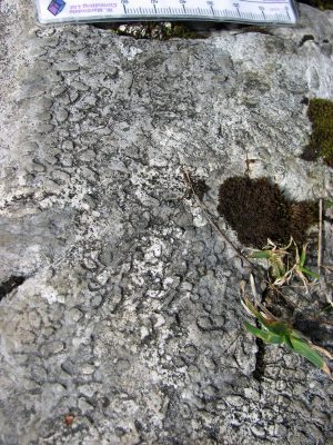 Branching phaceloid corals (Austria)