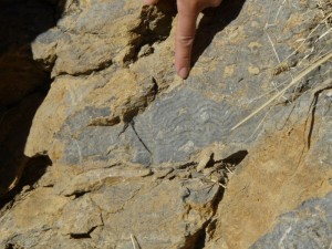 Platy to Tabular coral growth bands (Nevada)