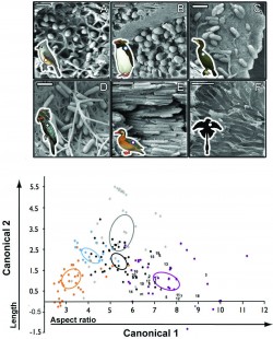 Comparison of melanosomes from Microraptor and living birds