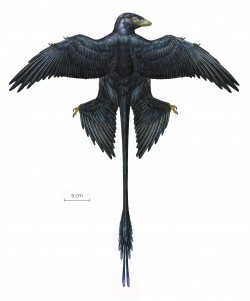 Microraptor Reconstruction #5