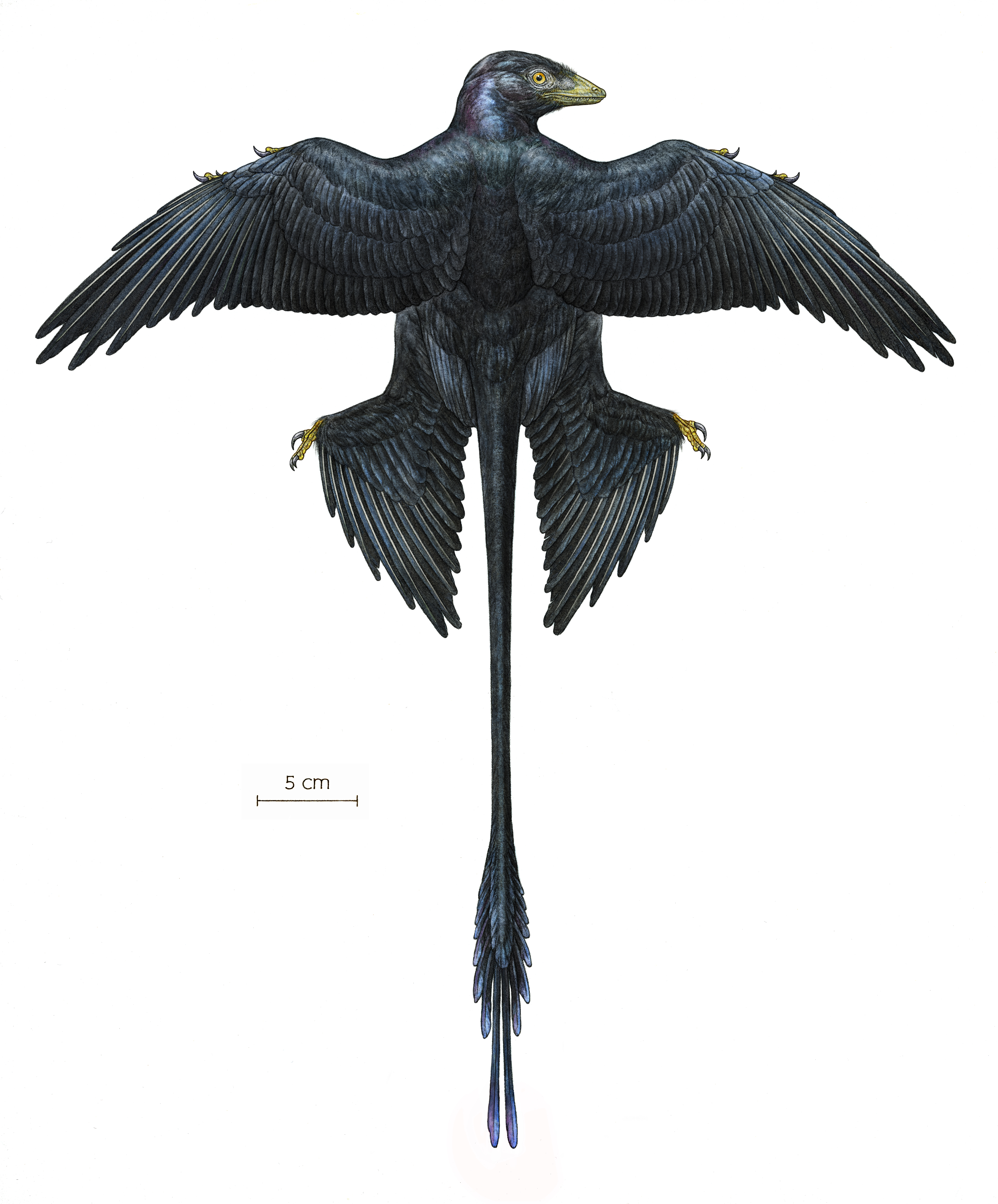 Iridescent Feathered Dinosaur Offers Fresh Evidence That Feathers Iridescent Feathered Dinosaur Offers Fresh Evidence That Feathers