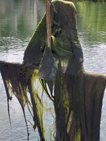 An algae-covered anchor
