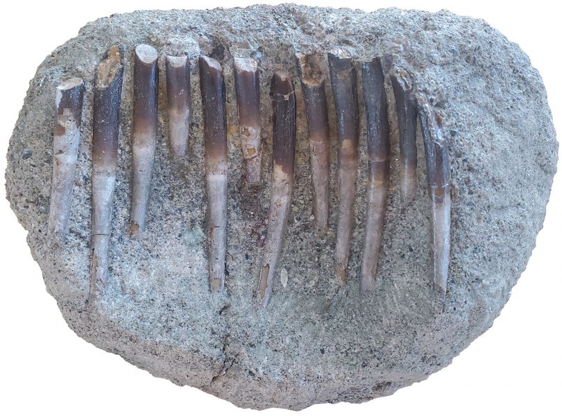 A set of Diplodocus teeth sampled for the study.