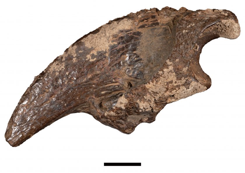 A giant ground sloth claw