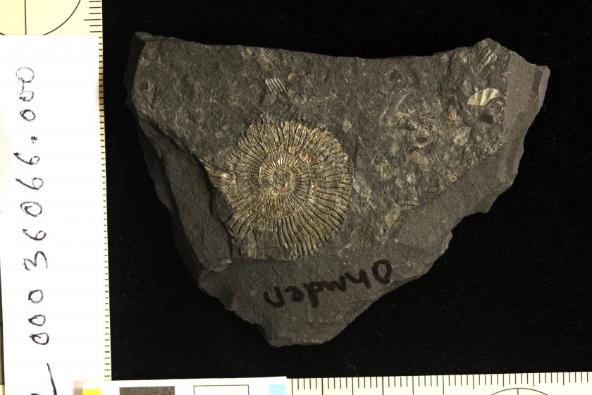 Ammonite Specimen From The Ohmden Quarry, Posidonia Shale Lagerstatte. Photo Credits Sinjini Sinha