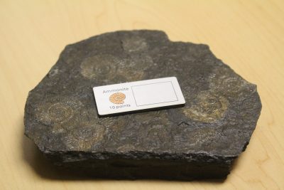 Ammonite With Fossils Img 8597