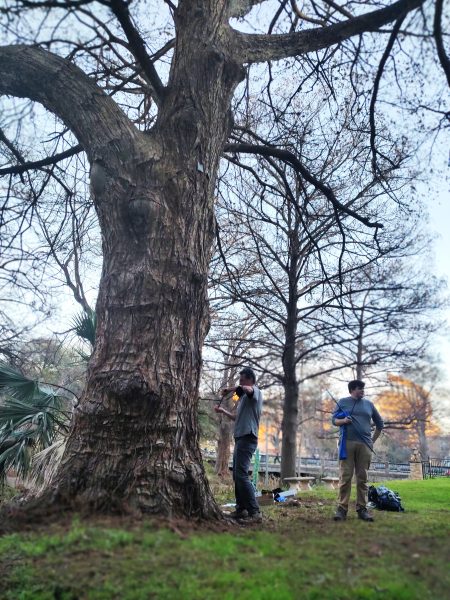 A man cranks a tree coring device into the trunk of a tall tree, while another man stands behind him.