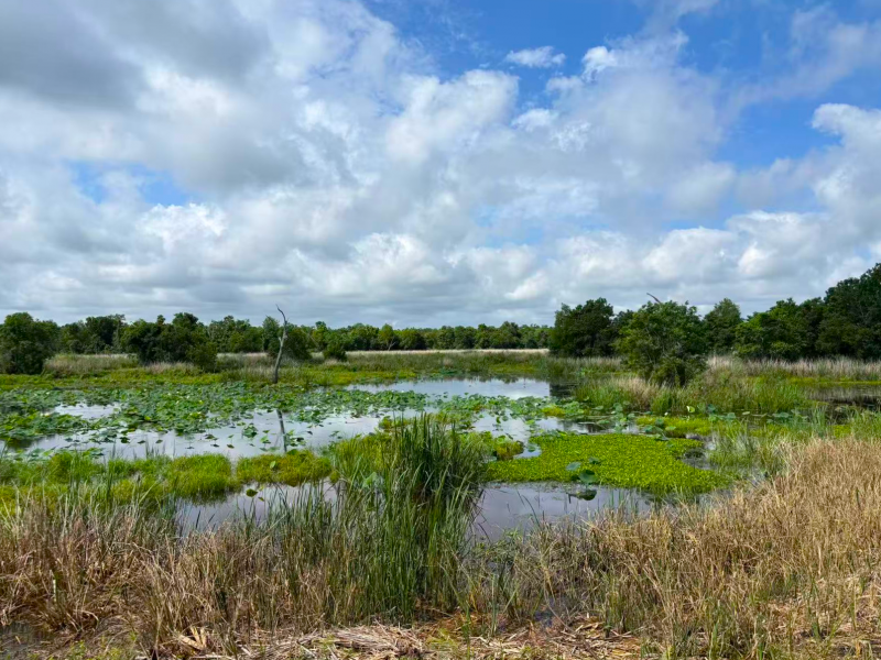A water-logged land area where grasses and trees are growing, and the water surface is dotted with lily pads.