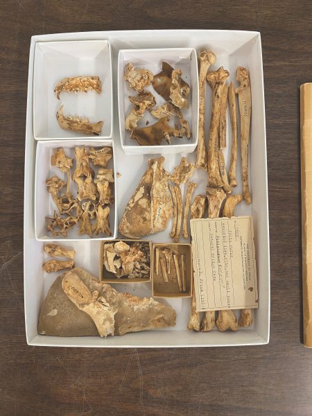 Photo of a box of fossils from above.