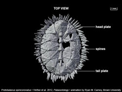 Reconstructed fossil specimen from CT scan of multiplacophoran