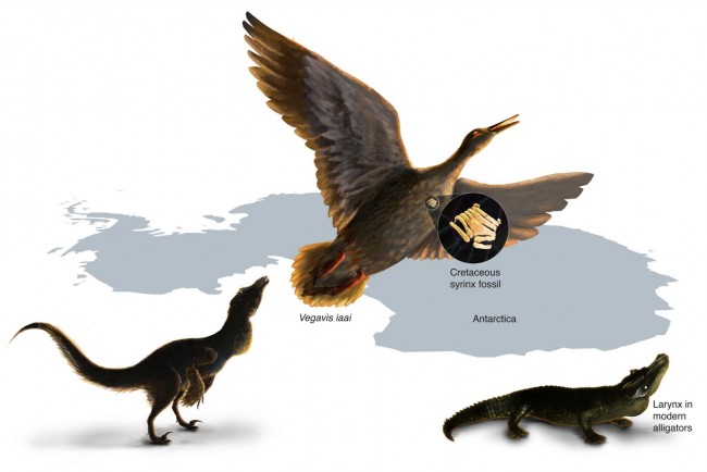Study of the first fossil vocal organ from the Mesozoic provides insight into the evolution of bird calls and song. The fossil syrinx is from the late Cretaceous of Antarctica. Within dinosaurs there was a transition from a vocal organ present in the larynx (present in crocodiles) to one uniquely developed deep in the chest in birds. Nicole Fuller/Sayo Art for UT Austin.