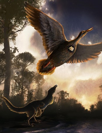 In a Nothofagus forest on the shoreline of Vega Island, Antarctica, a mid-sized raptor dinosaur is shown using close-mouth vocal behavior and Vegavis iaai is flying overhead. Nicole Fuller/Sayo Art for UT Austin.