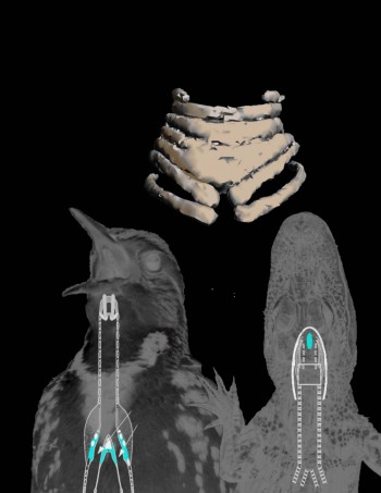 A new study of the first fossil vocal organ from a bird from the Mesozoic provides insight into the evolution of bird calls and song. The fossil was found in Antarctica and comes from a relative of ducks and geese that lived more than 66 million years ago during the age of dinosaurs. J. Clarke/UT Austin.