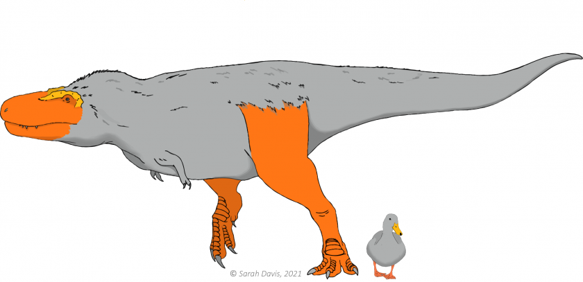An artist’s interpretation compares areas of bright color on a modern duck to where they might have appeared on an extinct Tyrannosaurs Rex.