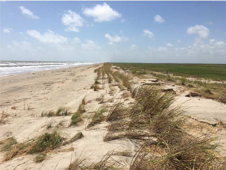 A picture of windswept sand dunes at McFaddin beach. Overwash is visible but plants growing in the dunes are largely intact.