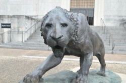 A view of Smilodon. Jackson School of Geosciences.