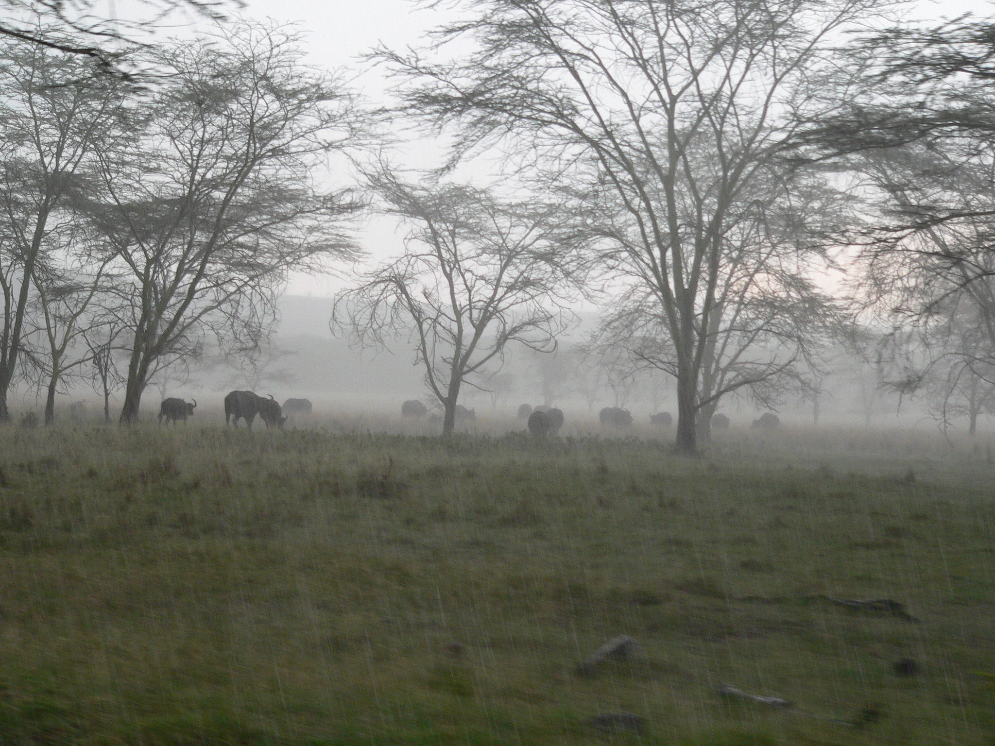 East African Rains